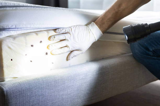 Best Wasp Removal Services  in Sandersville, GA